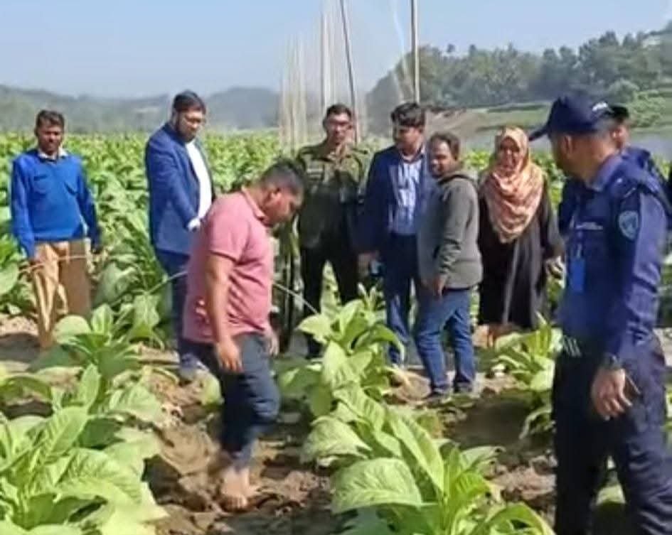 “৫০ ফিট বিধি লঙ্ঘন: মেরাখোলায় তামাক চাষের বিরুদ্ধে লামা উপজেলা প্রশাসনের অভিযান”