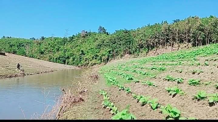 বাড়ছে মরণঘাতী তামাকের বিস্তার : হুমকির মুখে খাদ্য নিরাপত্তা 