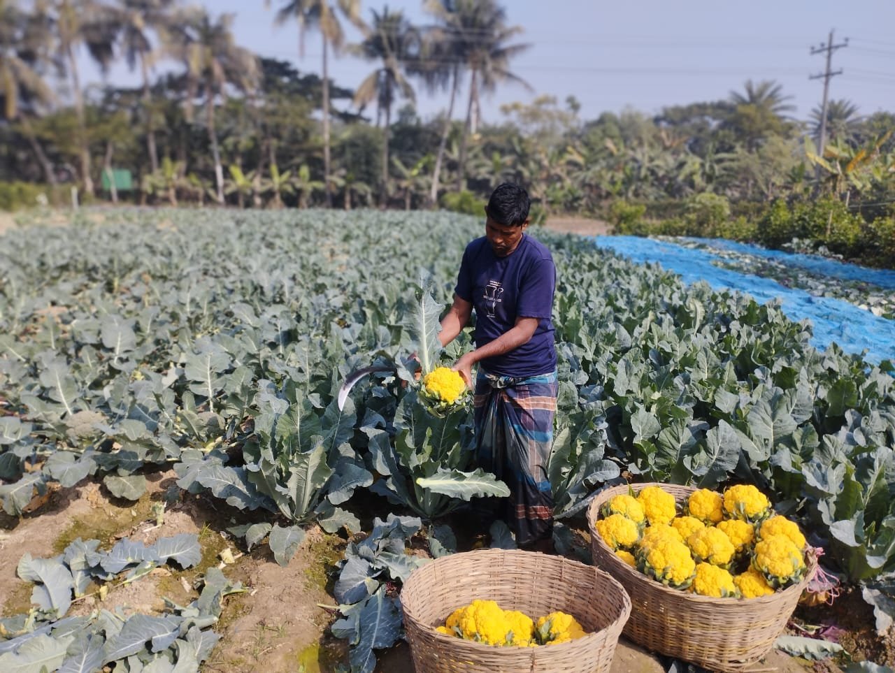রঙিন ফুলকপি চাষে ডুমুরিয়া কৃষক হানিফের মুখে হাসি