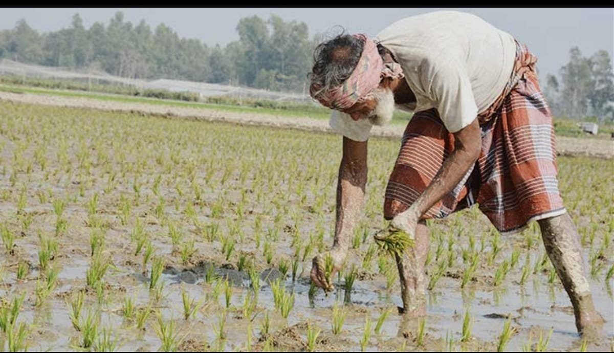 ডুমুরিয়ায় বোরো আবাদে কৃষিতে নতুন সম্ভাবনার দ্বার