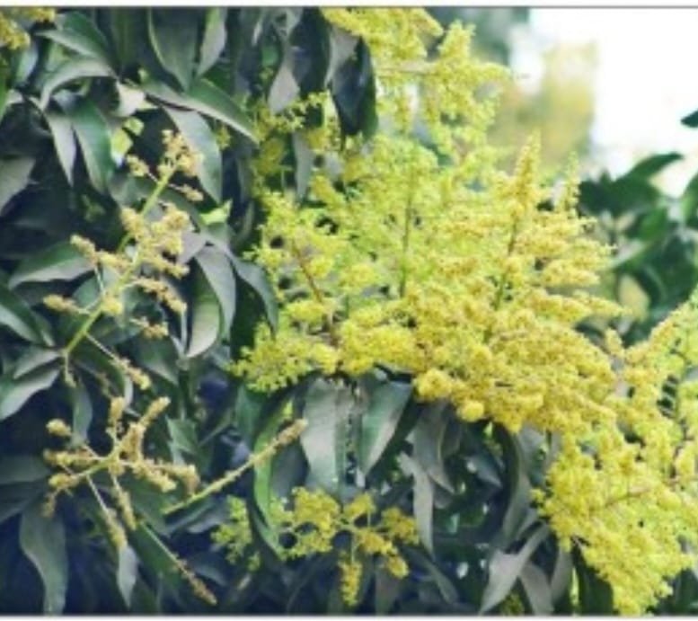 ডুমুরিয়ায় আমের মুকুল, বাতাসে মৌ-মৌ ঘ্রাণ