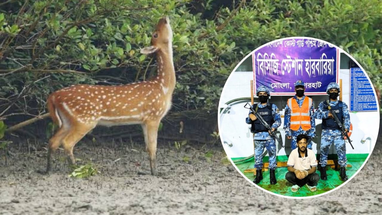 সুন্দরবনে হরিণ শিকার: বন বিভাগের অভিযানে শিকারি আটক