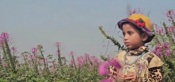 জয়কা ইউনিয়নের বড় হাওরে রঙিন ছোঁয়া — হুড়হুড়ে ফুলে মুখর প্রাকৃতিক দৃশ্য